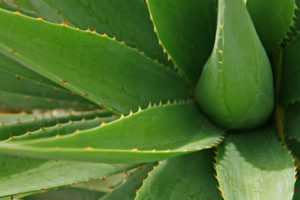 Beneficii aloe vera